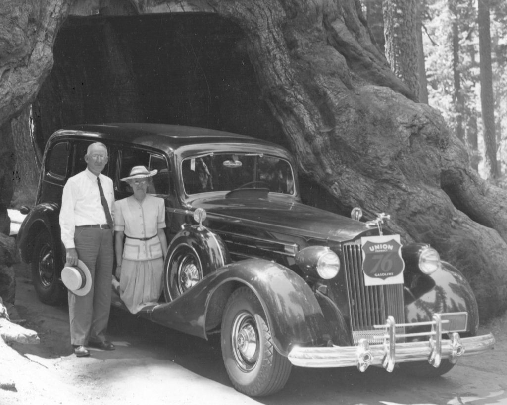 An older man and an older woman stand next to a car underneath a sequoia tree in this black and white image